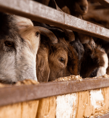 Livestock feeding