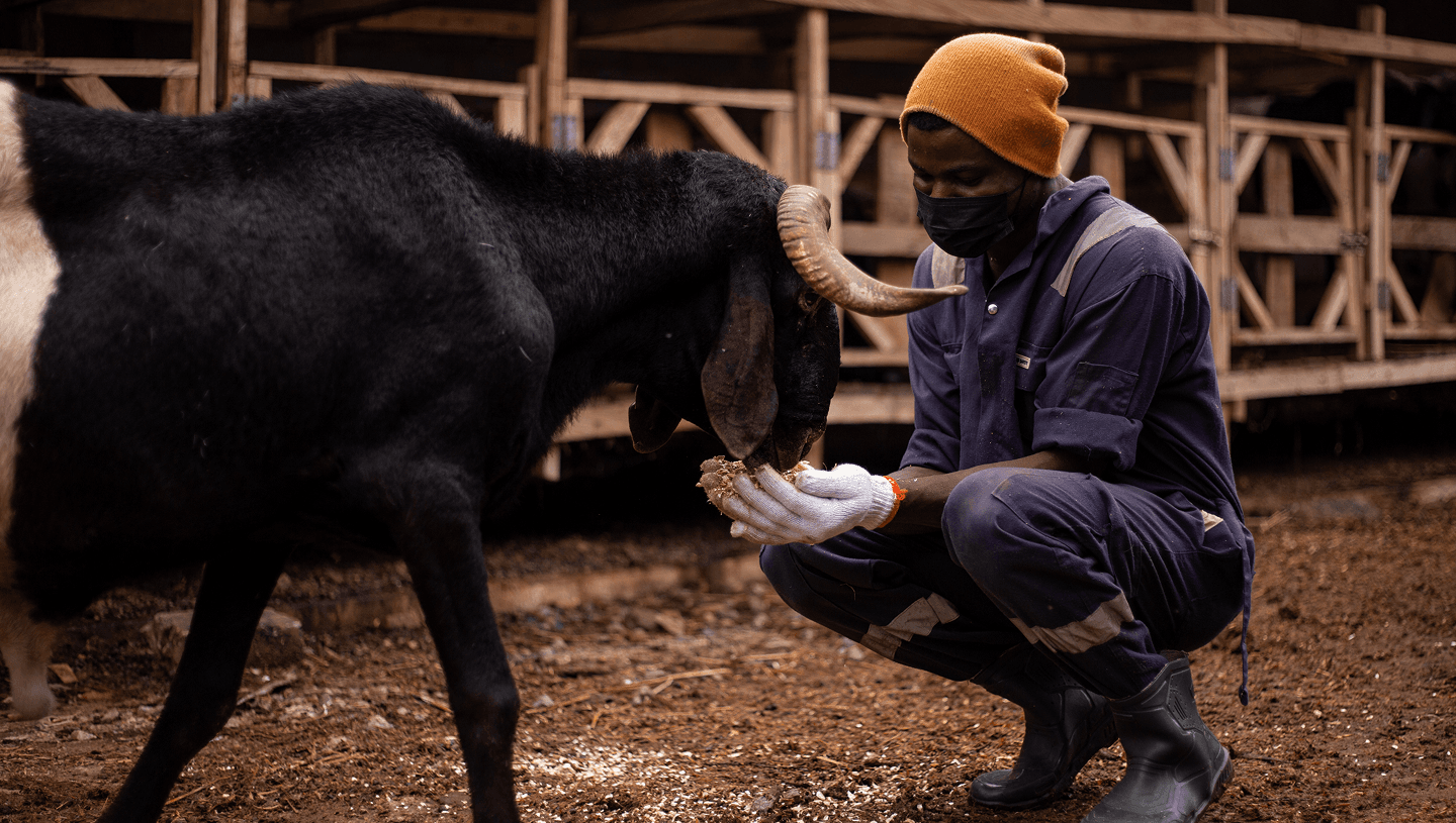 Livestock Background