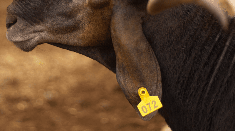 Animal Identification & Traceability